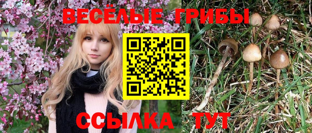 Галлюциногенные грибы прущие грибы  Псилоцибиновые грибы MAGIC MUSHROOMS  Вход с VPN  Рубцовск 